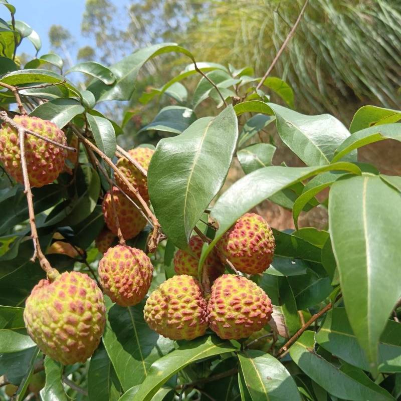 糯米糍荔枝