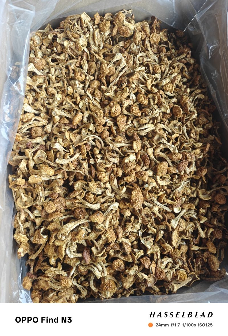 官方推荐：滑子菇干品、大量上市、电商工厂