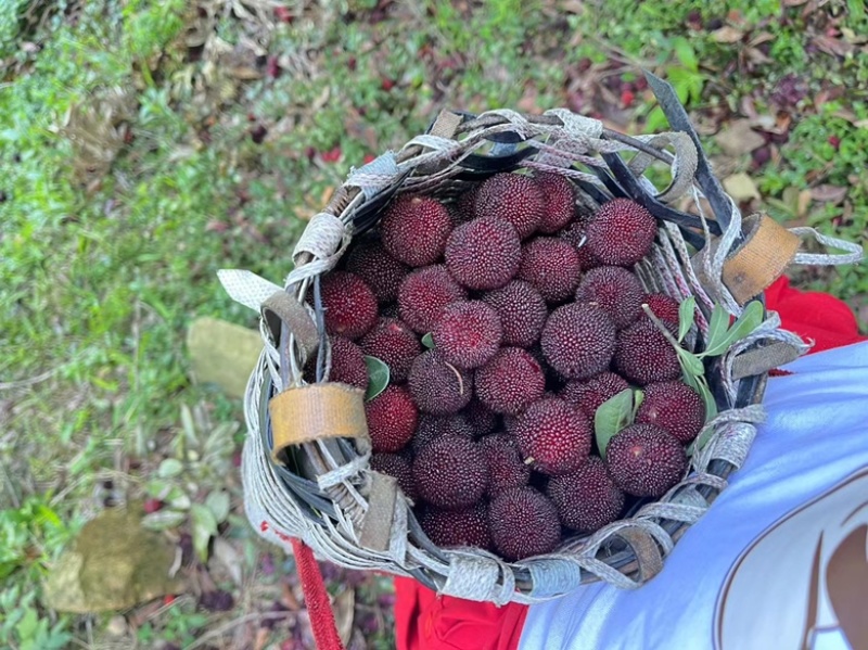 慈溪杨梅