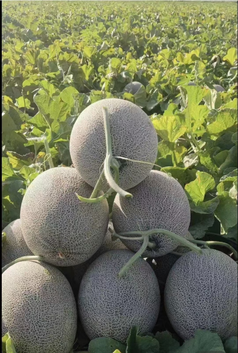 哈密瓜：金色年华西州蜜晓密八六王子鼎蜜