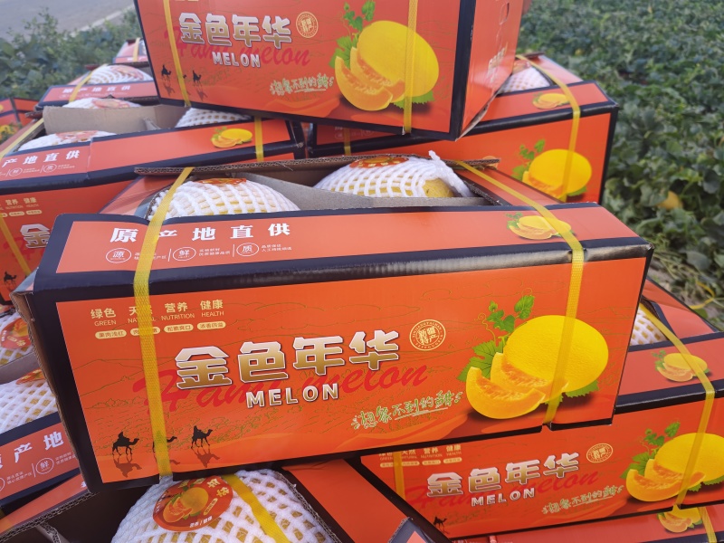 哈密瓜：金色年华西州蜜晓密八六王子鼎蜜