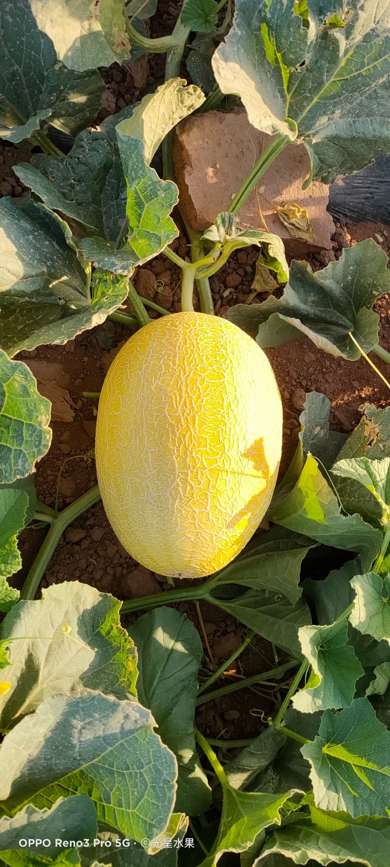 哈密瓜：金色年华西州蜜晓密八六王子鼎蜜