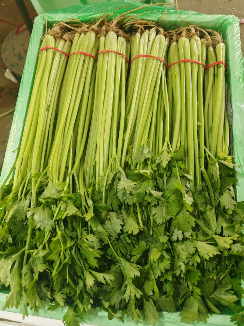 【每日推荐】山东精品香芹产地直发品质保障量大从优可视频