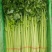 【每日推荐】山东精品香芹产地直发品质保障量大从优可视频