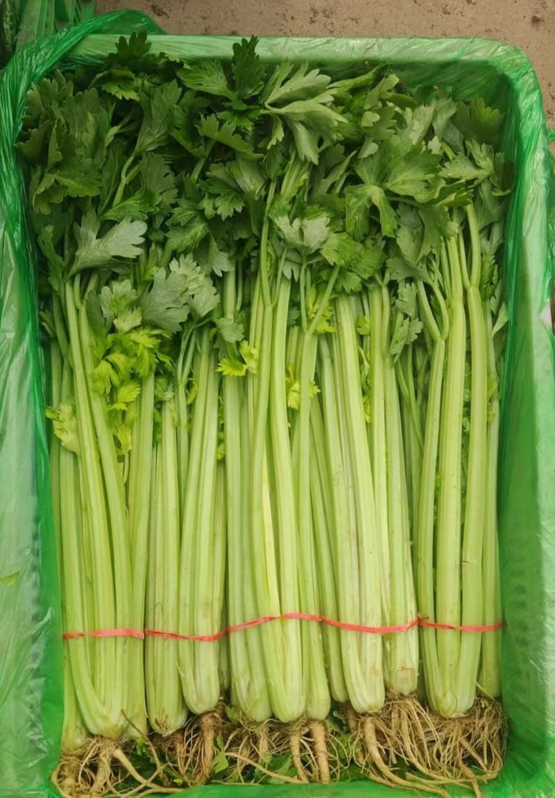 【每日推荐】山东精品香芹产地直发品质保障量大从优可视频