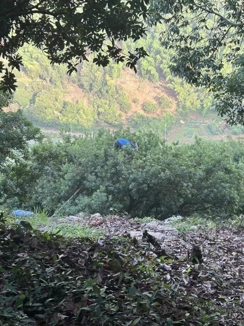 慈溪杨梅