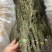 独脚金