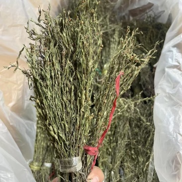 独脚金