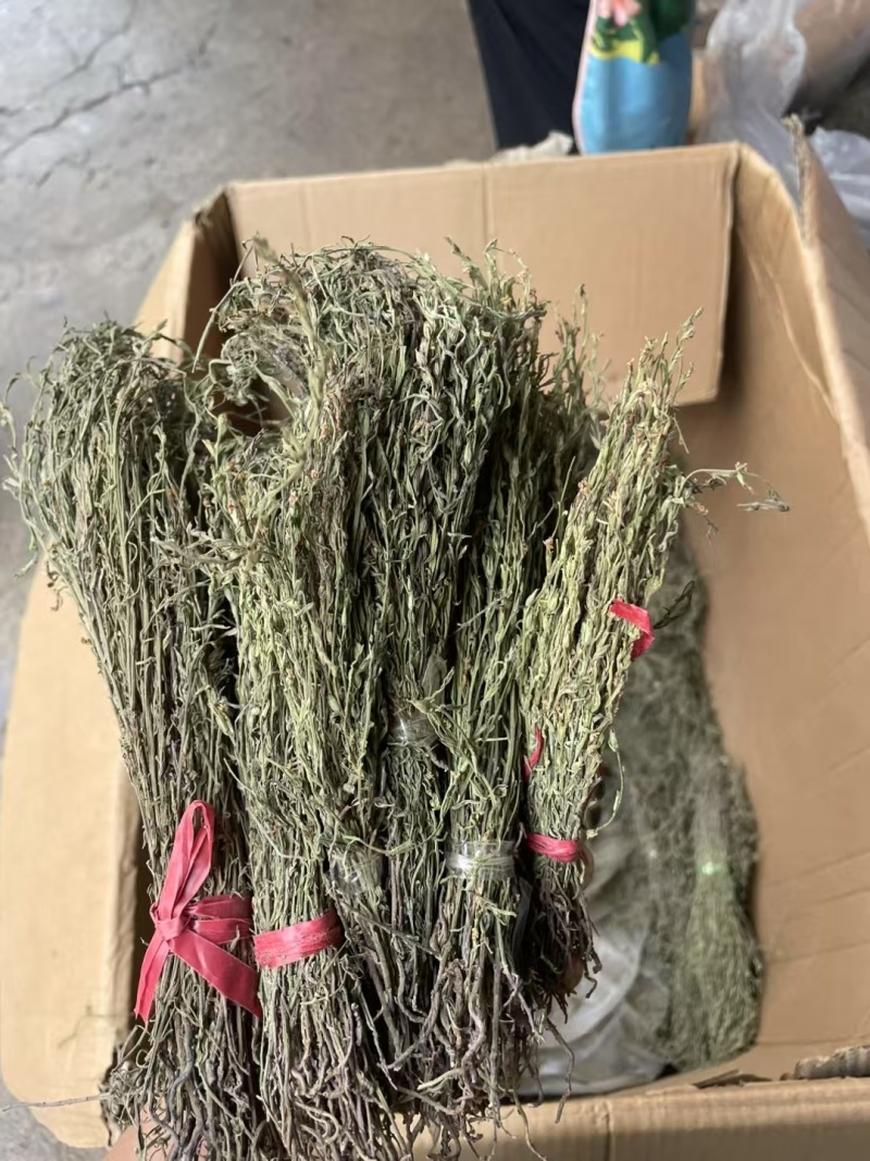 独脚金