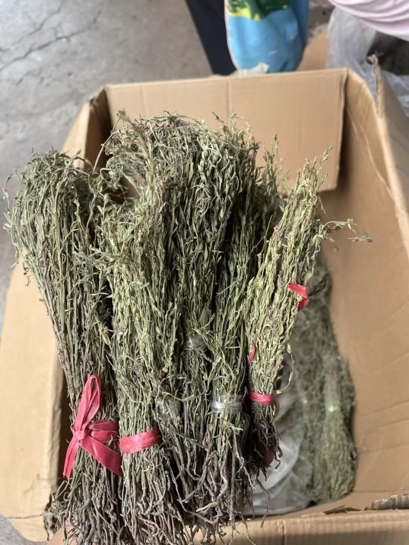 独脚金
