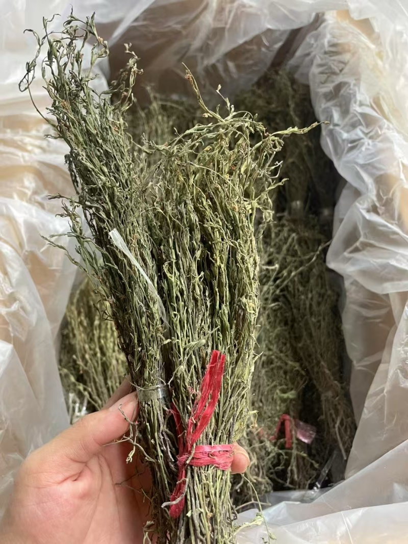 独脚金