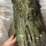 独脚金