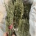 独脚金