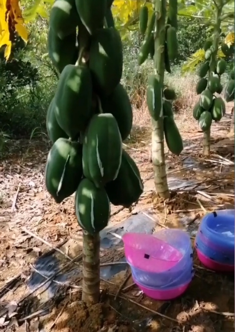青木瓜浆