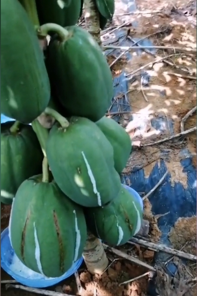 青木瓜浆