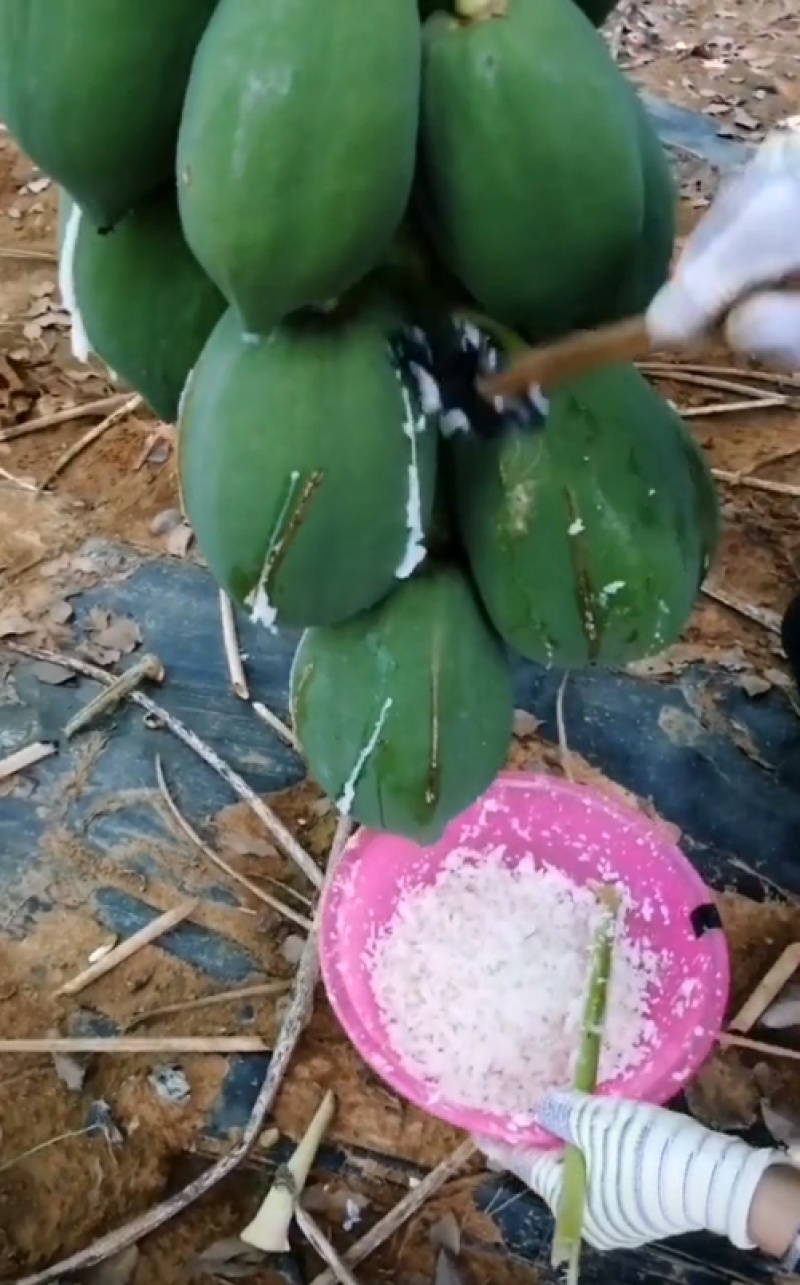青木瓜浆