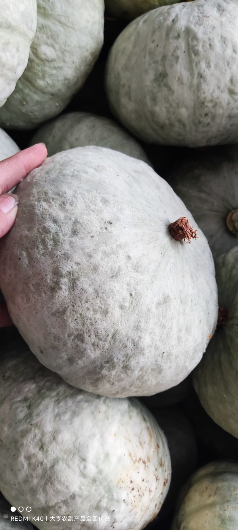 汉中银栗南瓜银板栗南瓜个头大皮毛光滑产地直供全国代发