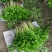 精品香芹一手货源品质保证直供电商团购商超