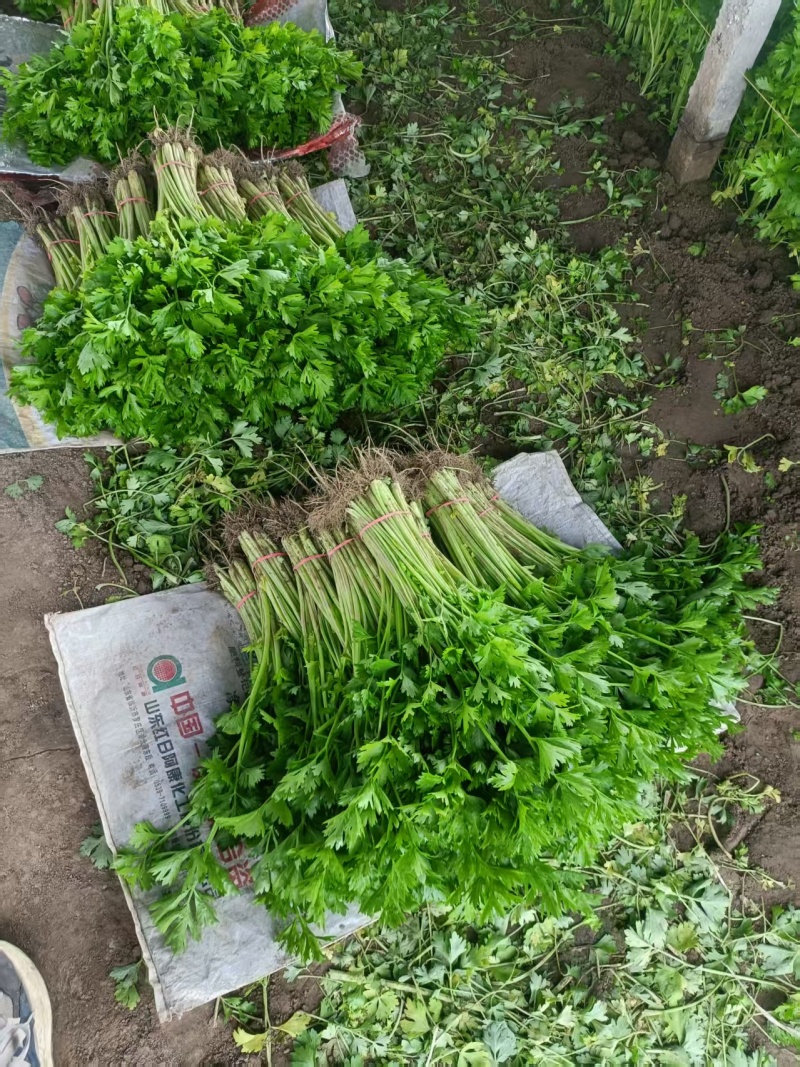 精品香芹一手货源品质保证直供电商团购商超