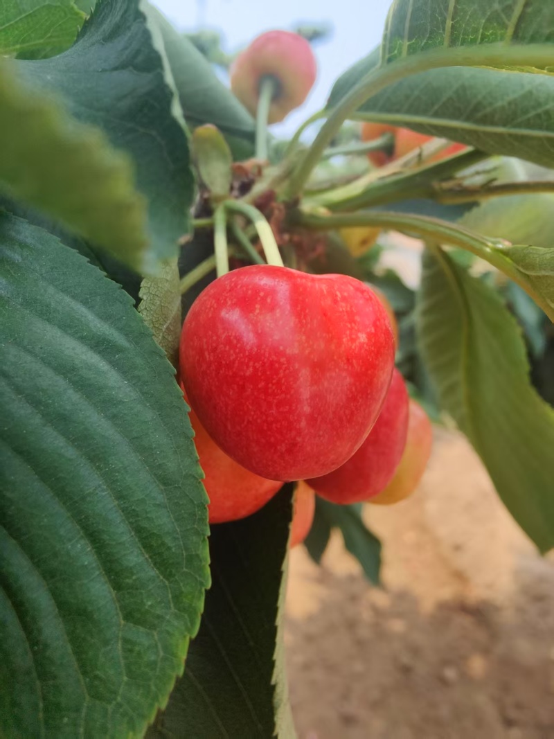【推荐】大连樱桃/新品上市/对接商超批发市场/电询