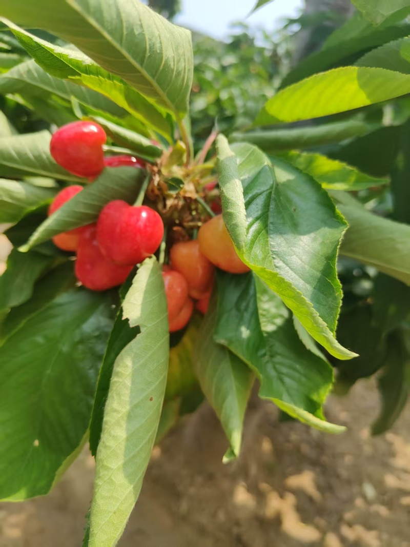 【推荐】大连樱桃/新品上市/对接商超批发市场/电询