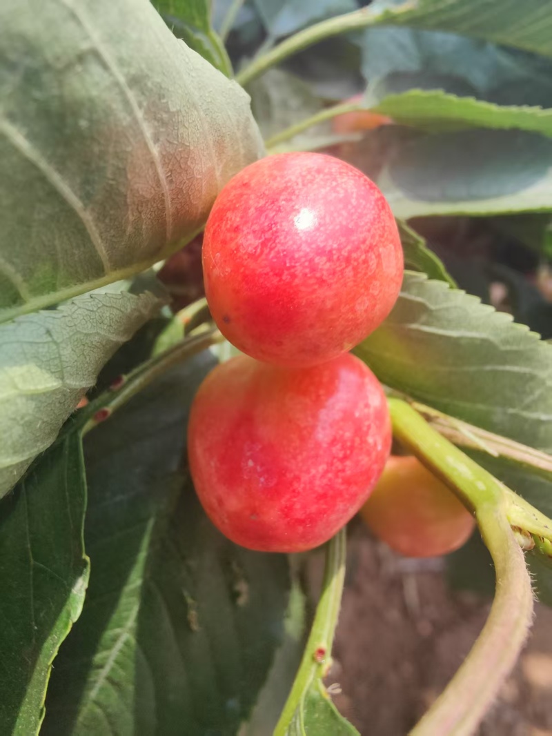 【推荐】大连樱桃/新品上市/对接商超批发市场/电询