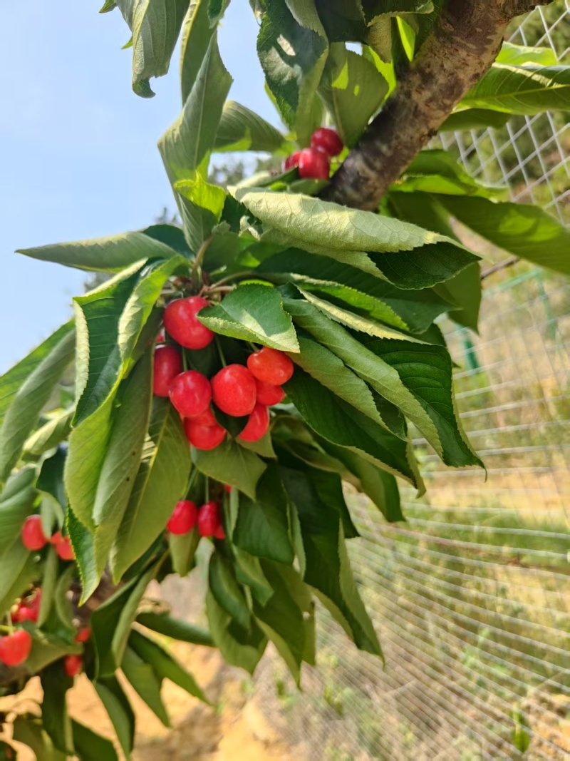 【推荐】大连樱桃/新品上市/对接商超批发市场/电询