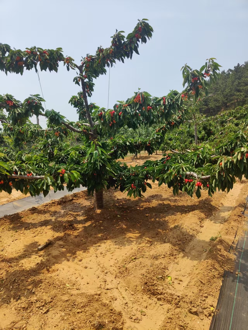 【推荐】大连樱桃/新品上市/对接商超批发市场/电询
