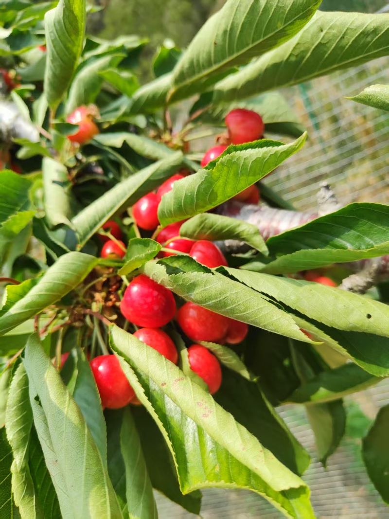 【推荐】大连樱桃/新品上市/对接商超批发市场/电询