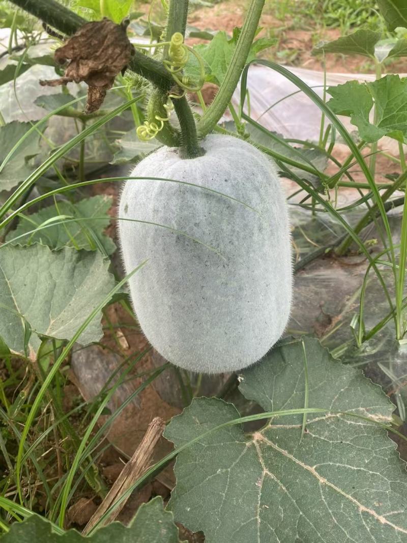 小米冬瓜粉娃，吉乐小米冬瓜