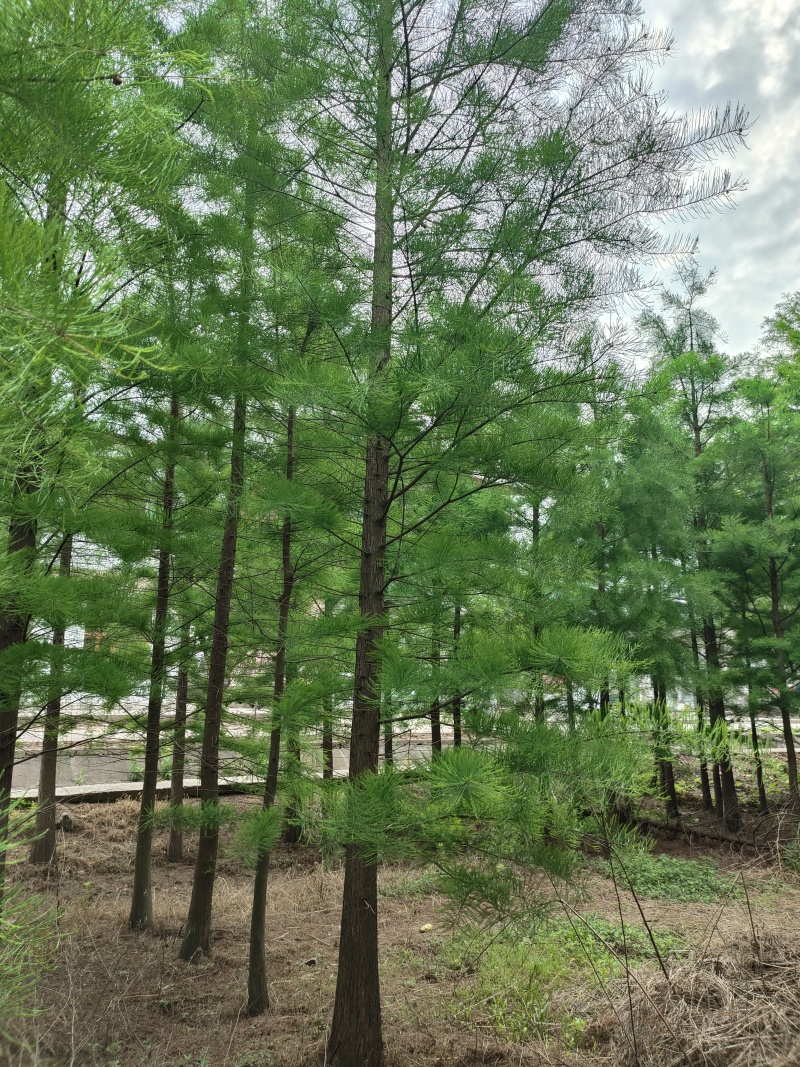 水松