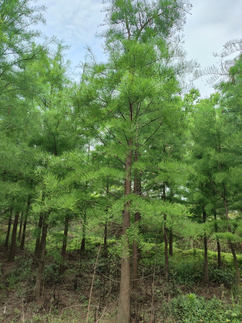 水松