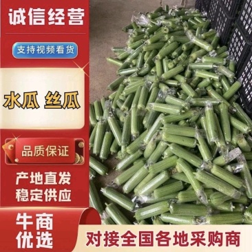 畅销广西肉丝瓜水瓜量大从优一条龙服务全国发货