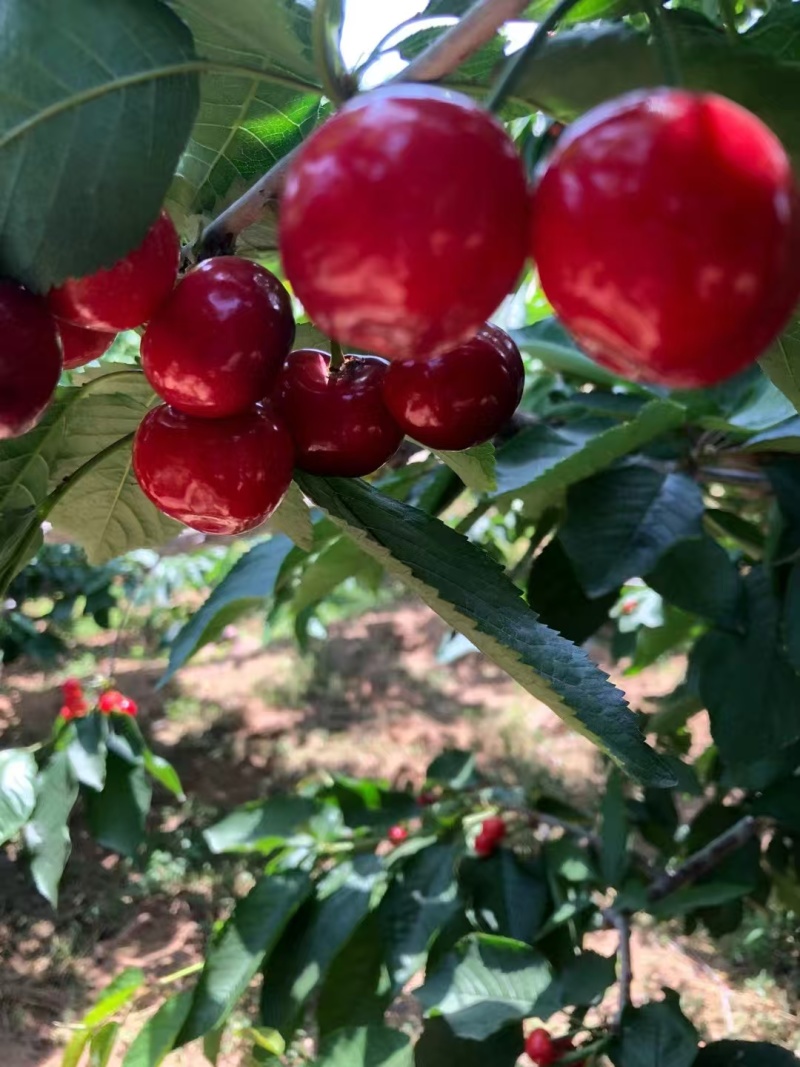 绥中精品沙蜜豆大樱桃大量上市，规格齐全，对接市场电商团队