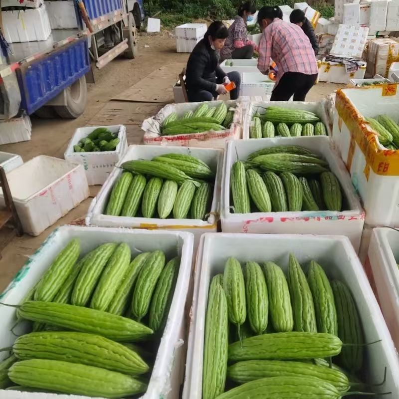 《推荐》广西油绿苦瓜基地直发对接商超团购抖音快手一条龙