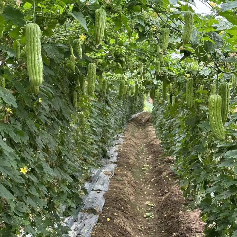《推荐》广西油绿苦瓜基地直发对接商超团购抖音快手一条龙