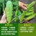 《推荐》广西油绿苦瓜基地直发对接商超团购抖音快手一条龙
