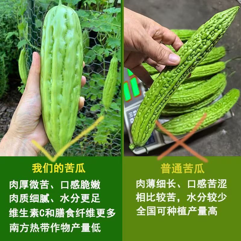 《推荐》广西油绿苦瓜基地直发对接商超团购抖音快手一条龙