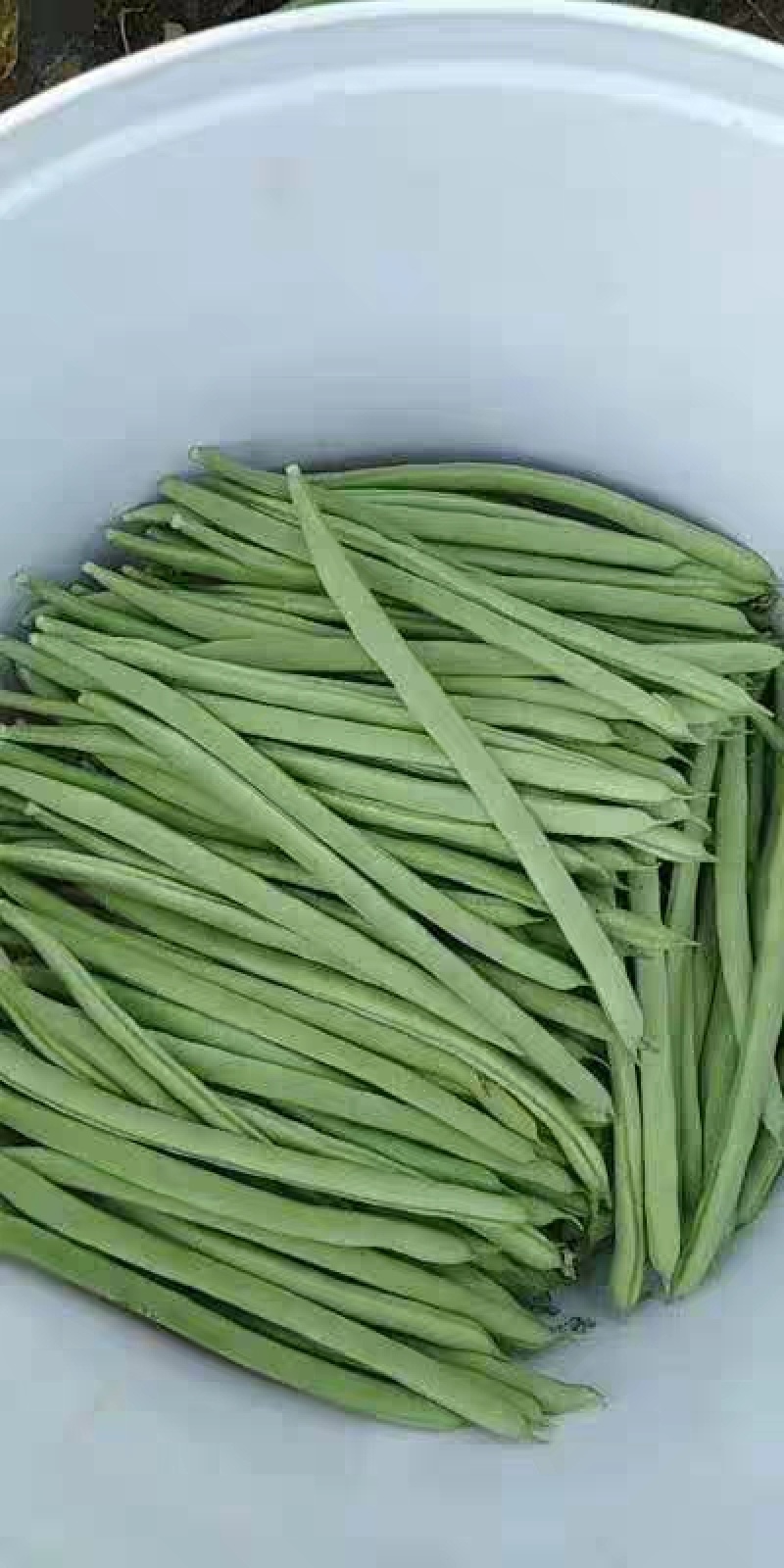 白花四季豆大量上市了量很大服务一条龙欢迎电话咨询