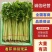 【每日推荐】山东精品香芹产地直发品质保障量大从优可视频