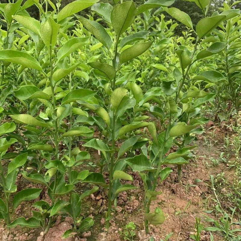 阿蜜达（爱媛46号），成活率高产量高，量大从优