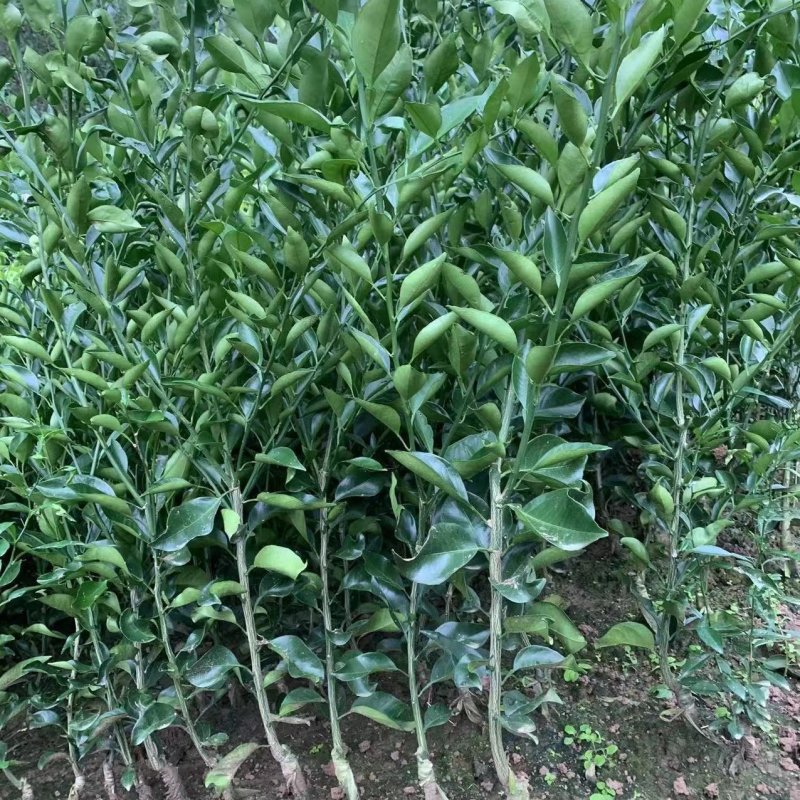 阿蜜达（爱媛46号），成活率高产量高，量大从优