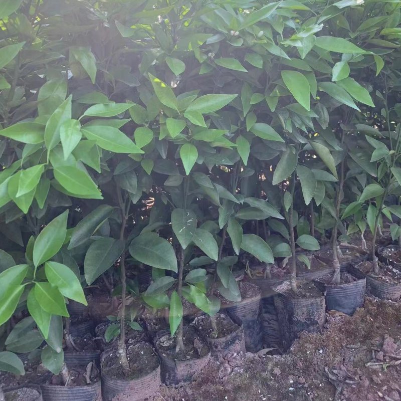 阿蜜达（爱媛46号），成活率高产量高，量大从优