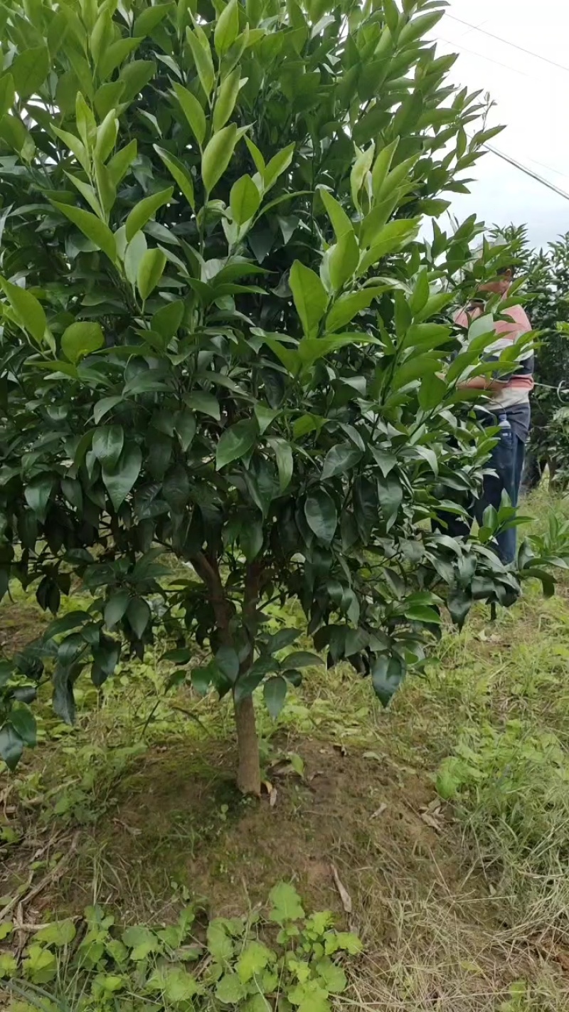 阿蜜达（爱媛46号），成活率高产量高，量大从优