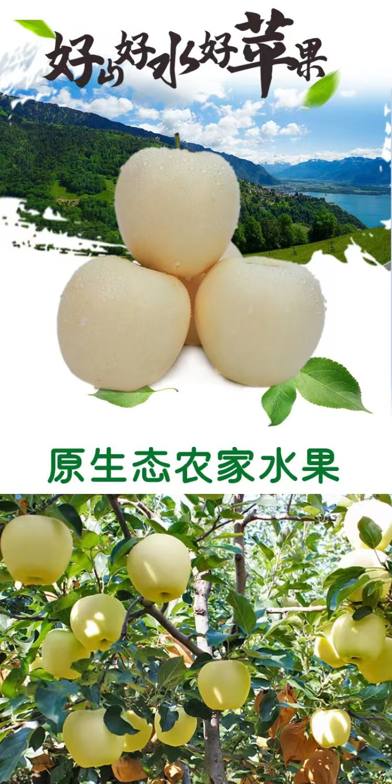 辽宁葫芦岛黄元帅苹果，产地一手货源，货量充足质量保证，对