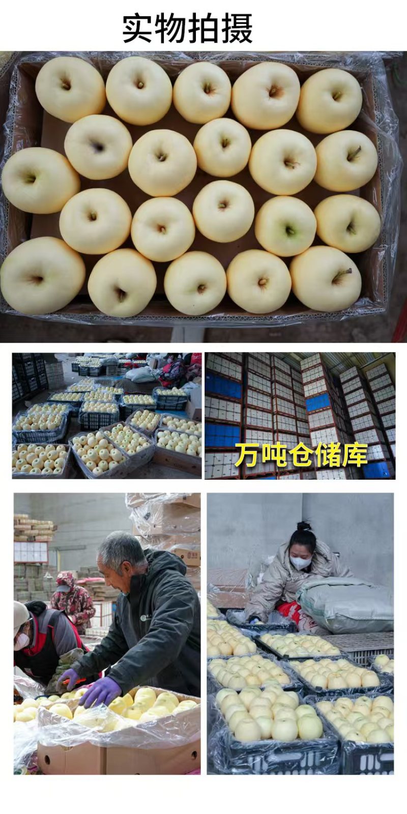 辽宁葫芦岛黄元帅苹果，产地一手货源，货量充足质量保证，对