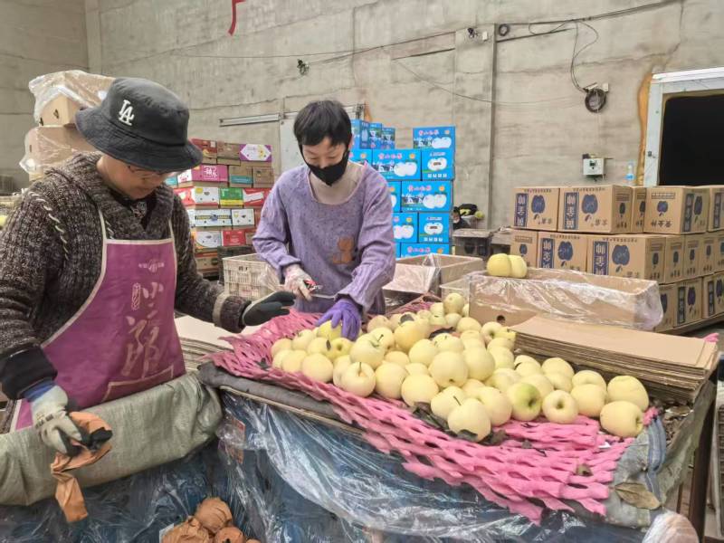 辽宁葫芦岛黄元帅苹果，产地一手货源，货量充足质量保证，对