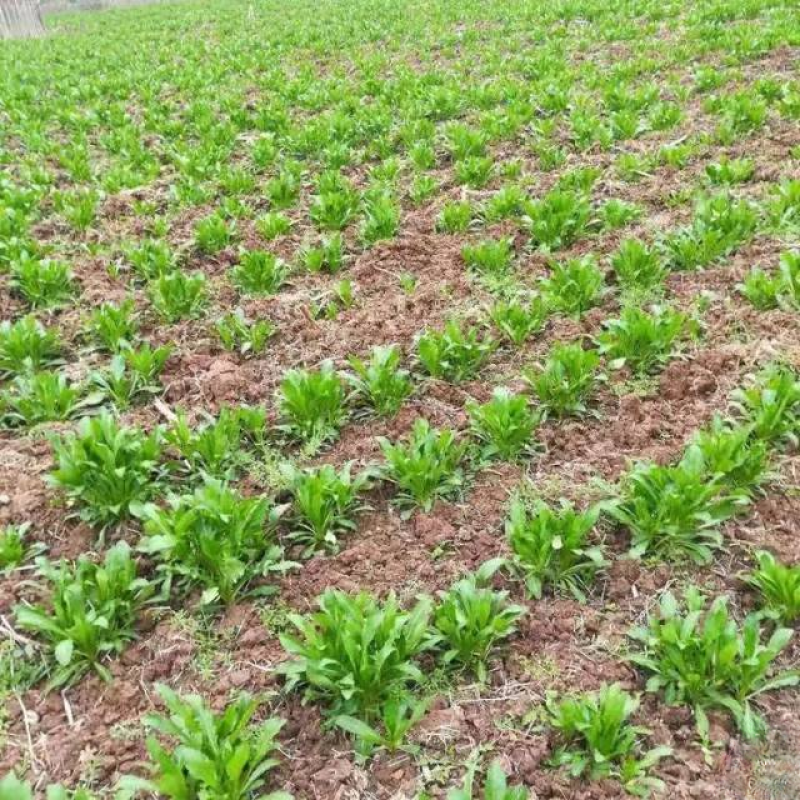 红花苗菜嫩苗速冻冻菜，常年供应发全国证件齐全