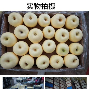 辽宁葫芦岛黄元帅苹果，产地一手货源，货量充足质量保证，对