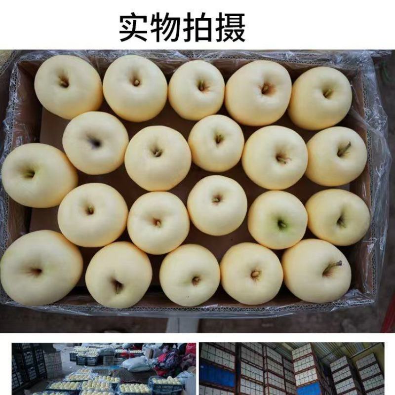 辽宁葫芦岛黄元帅苹果，产地一手货源，货量充足质量保证，对